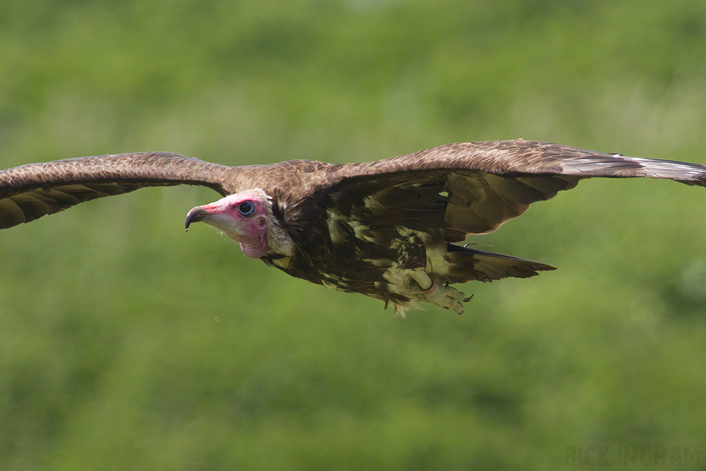 Hooded Vulture