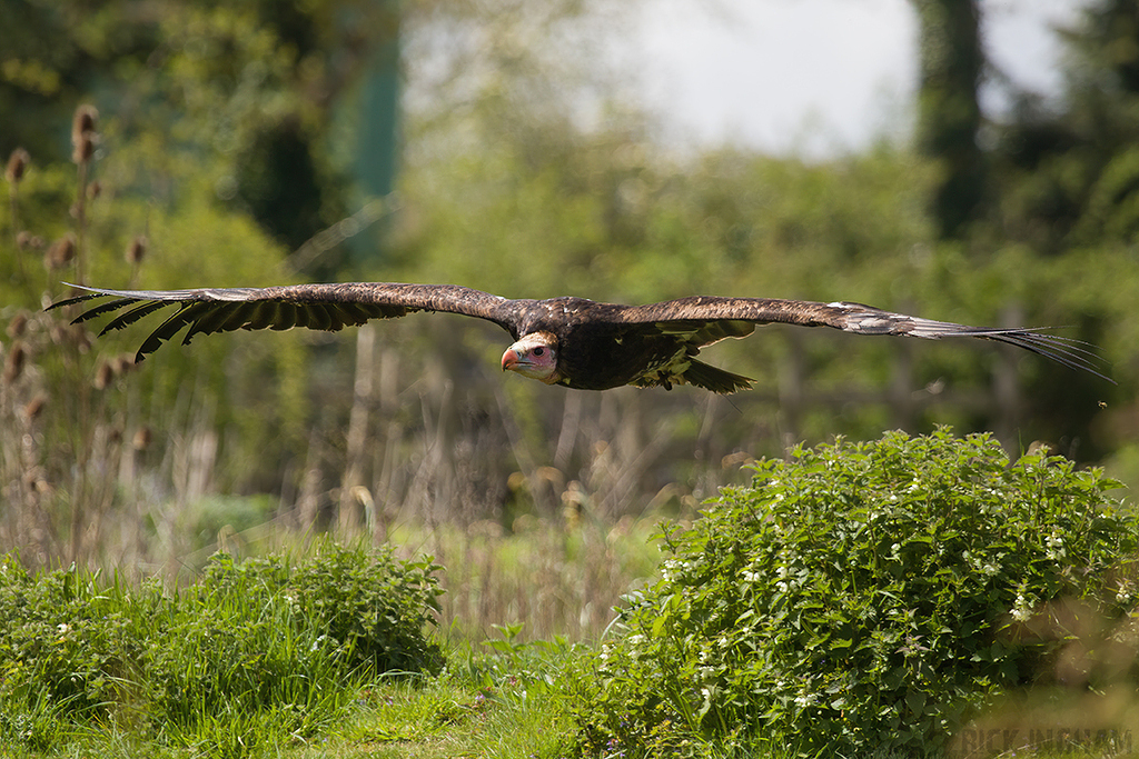 Hooded Vulture