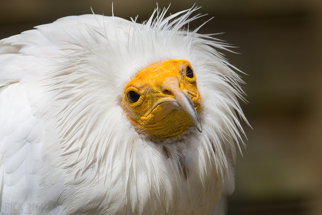 Egyptian Vulture