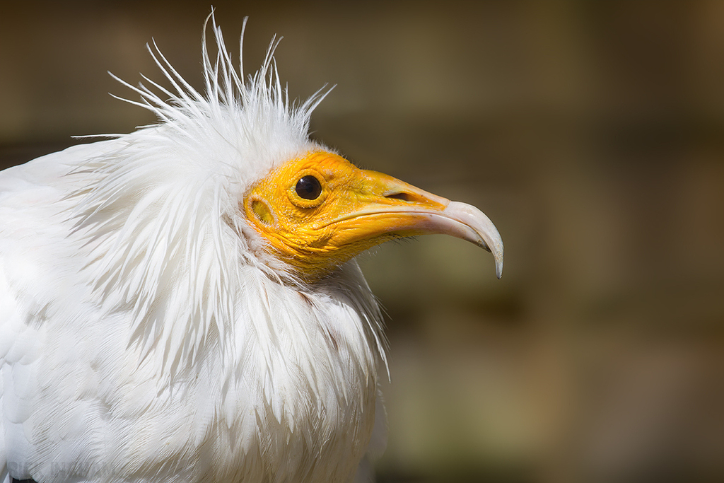 Egyptian Vulture