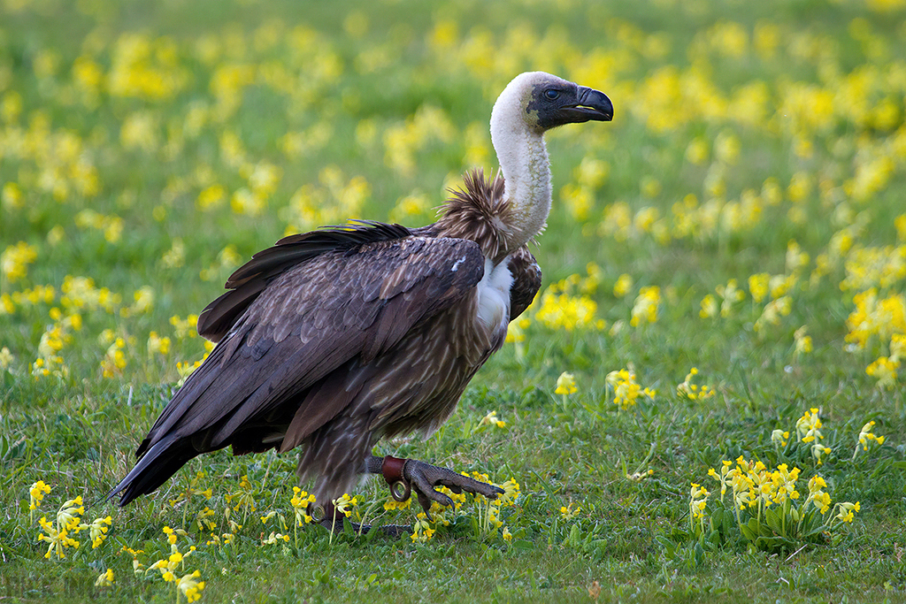 White Backed Vulture
