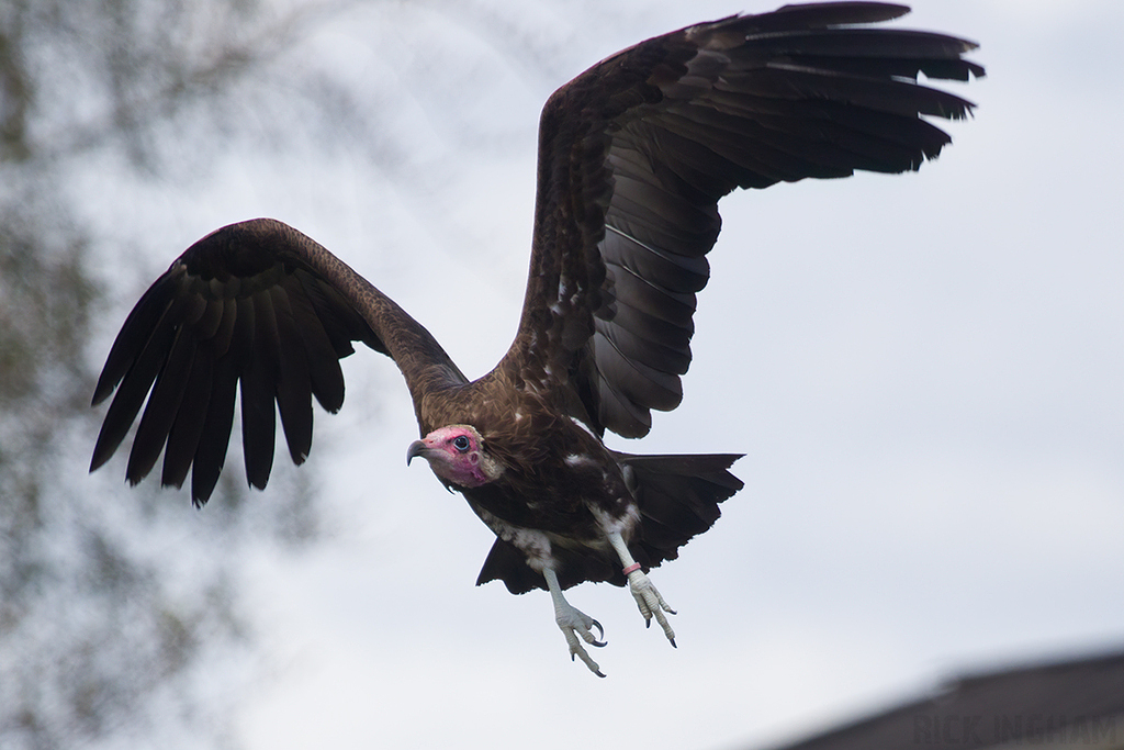 Hooded Vulture