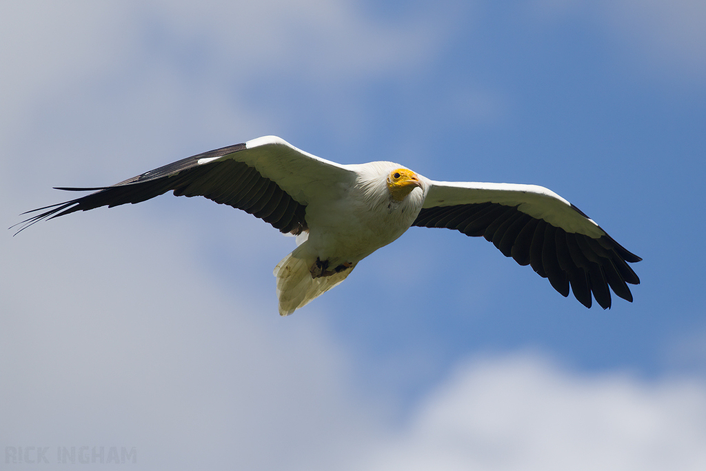 Egyptian Vulture