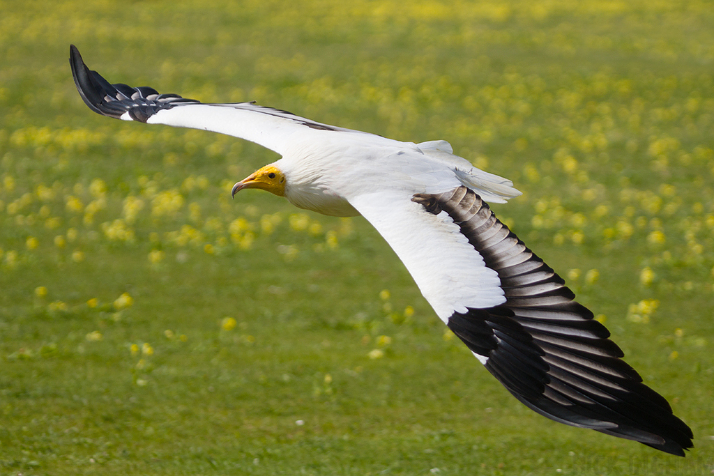 Egyptian Vulture