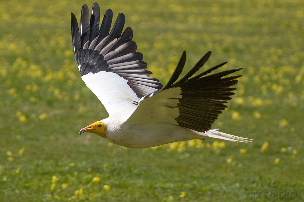 Egyptian Vulture