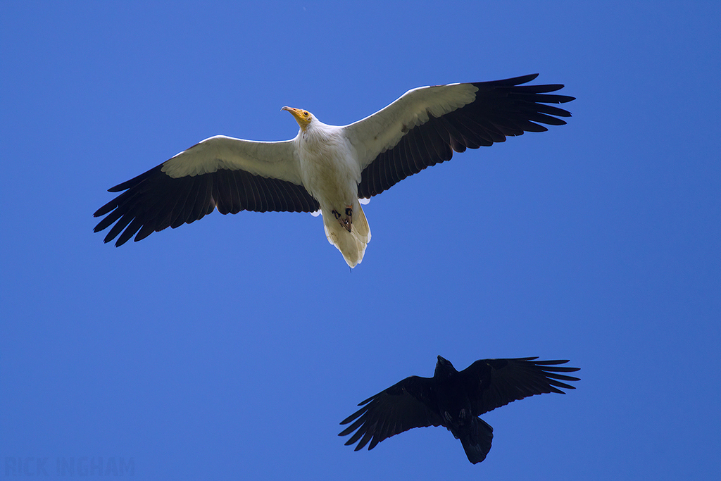 Egyptian Vulture