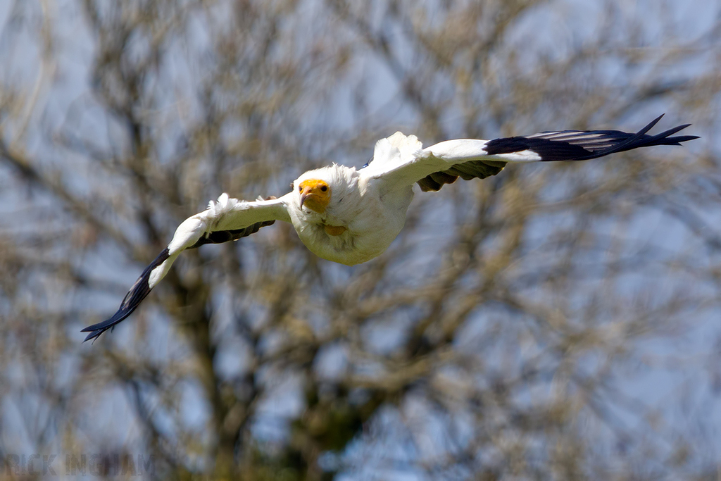 Egyptian Vulture