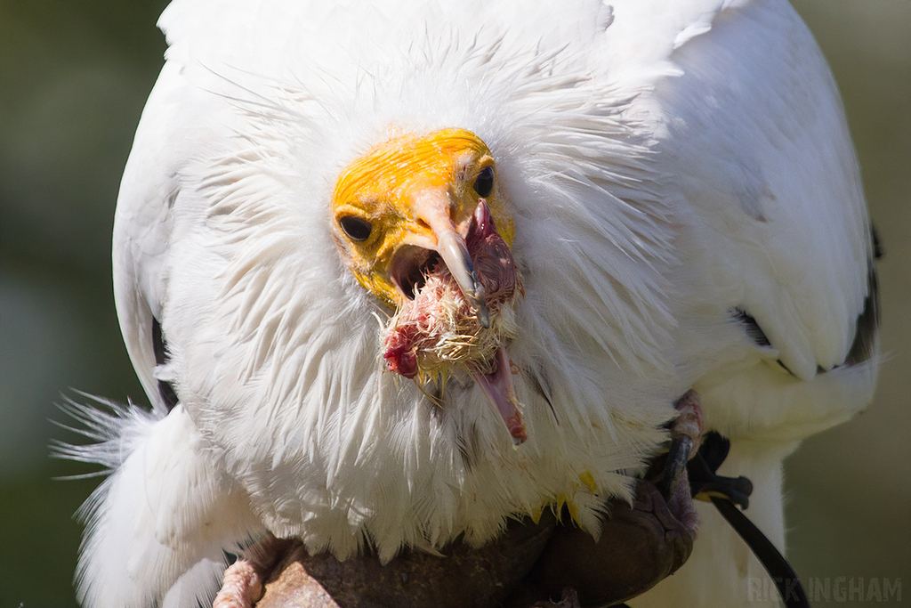 Egyptian Vulture
