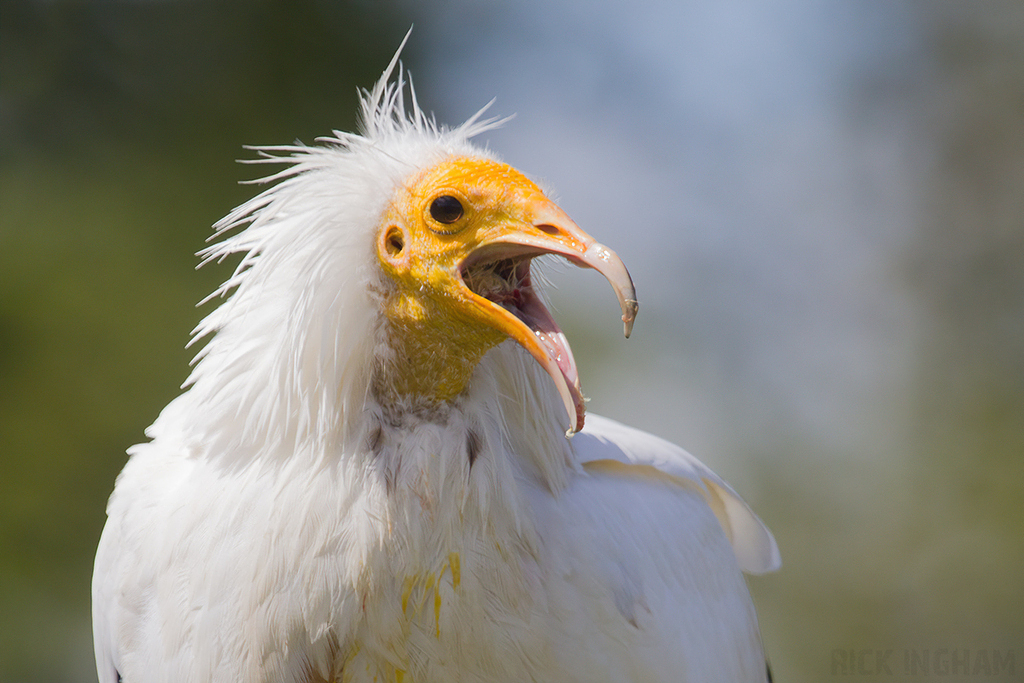 Egyptian Vulture