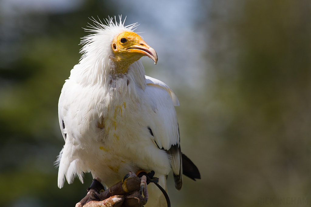 Egyptian Vulture