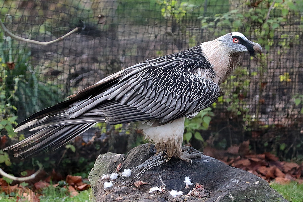 Bearded Vulture
