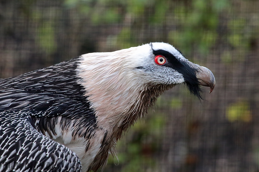 Bearded Vulture