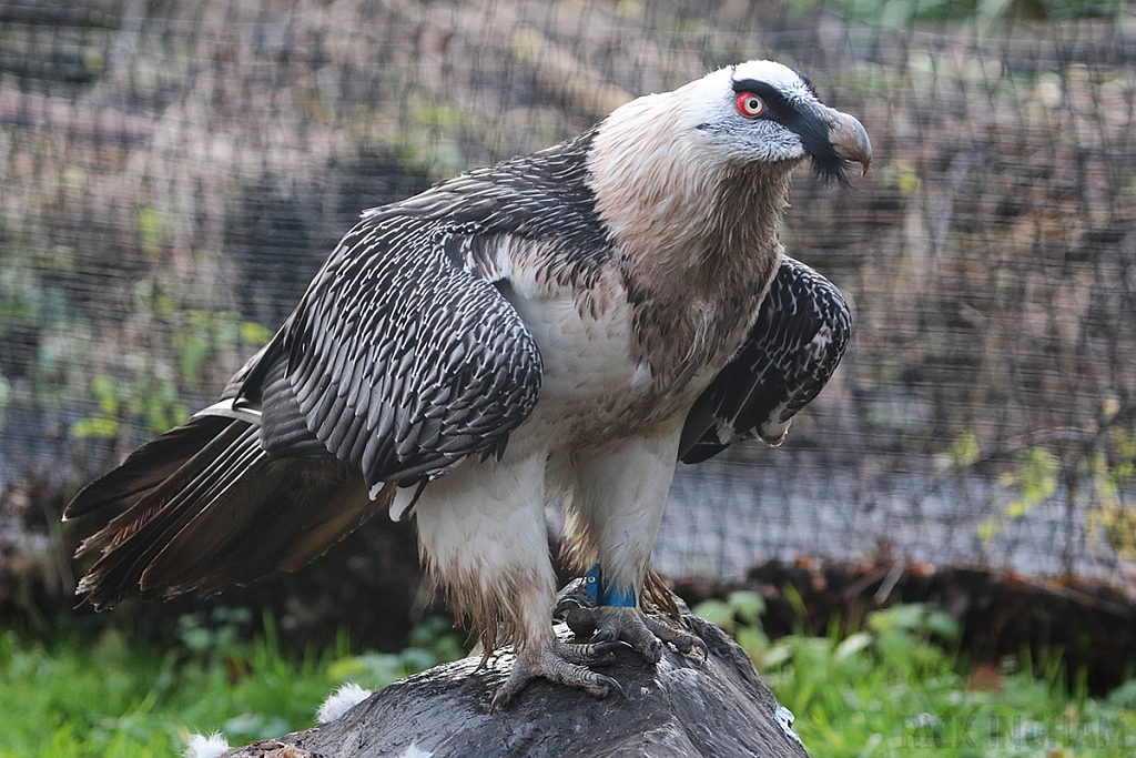 Bearded Vulture