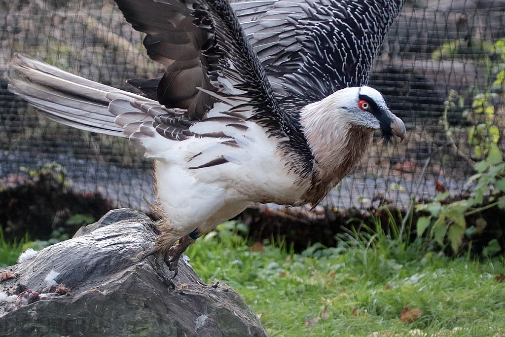 Bearded Vulture