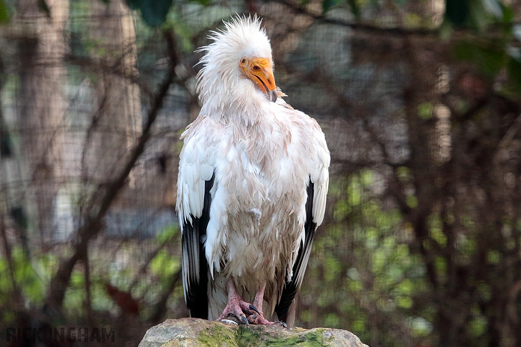 Egyptian Vulture