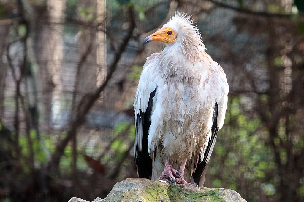 Egyptian Vulture