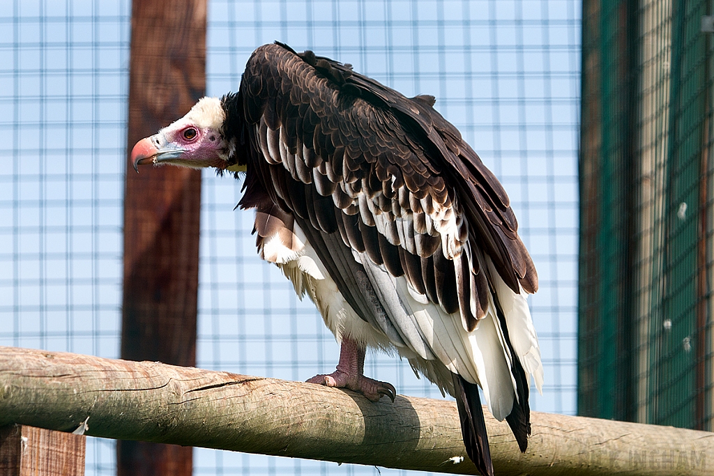 White Headed Vulture