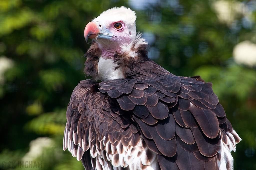 White Headed Vulture