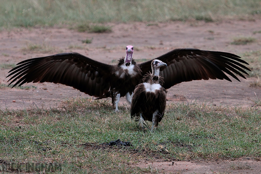 Hooded Vulture