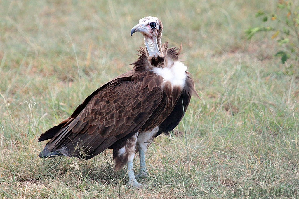 Hooded Vulture