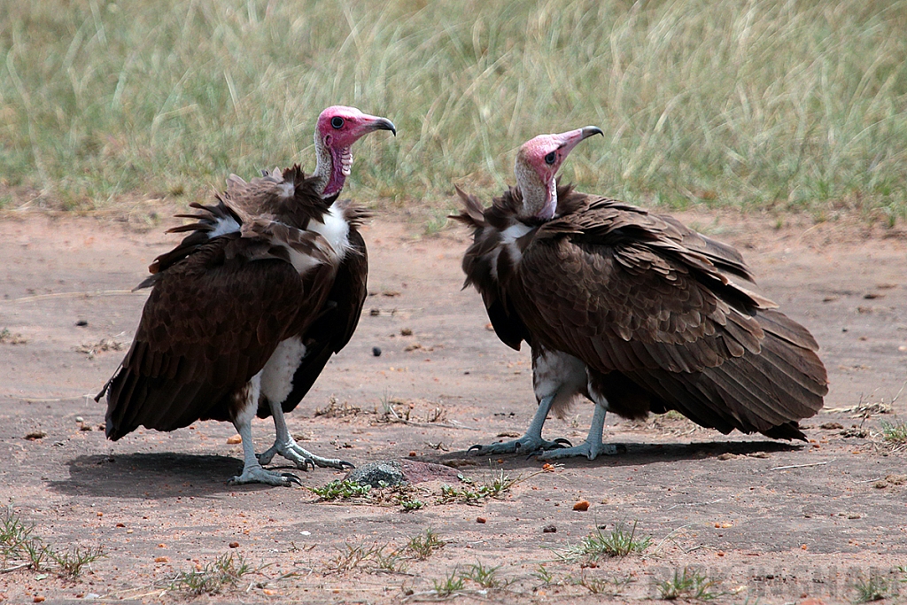 Hooded Vulture