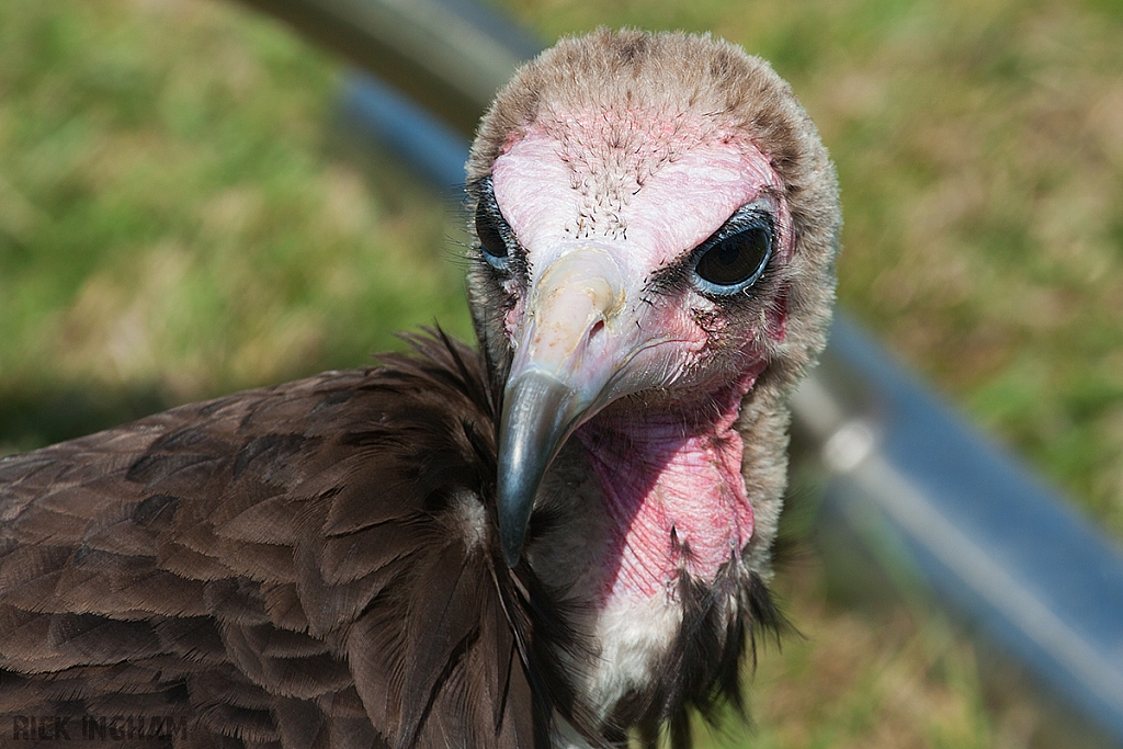 Vulture