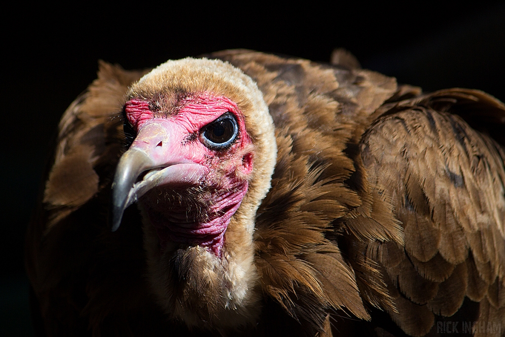 Vulture