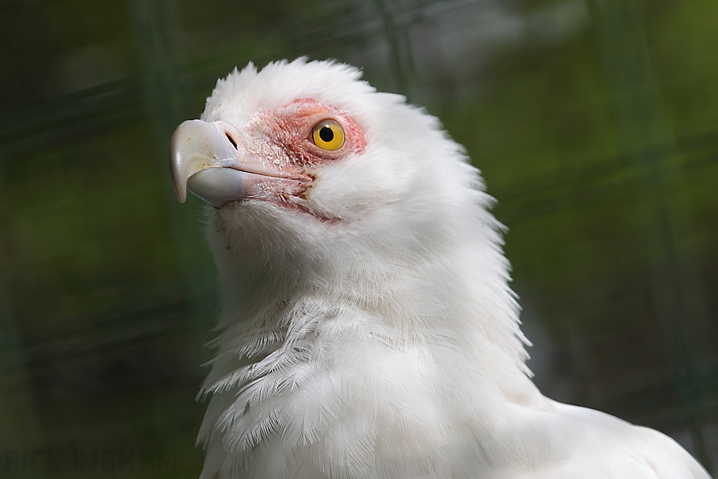 Palm Nut Vulture