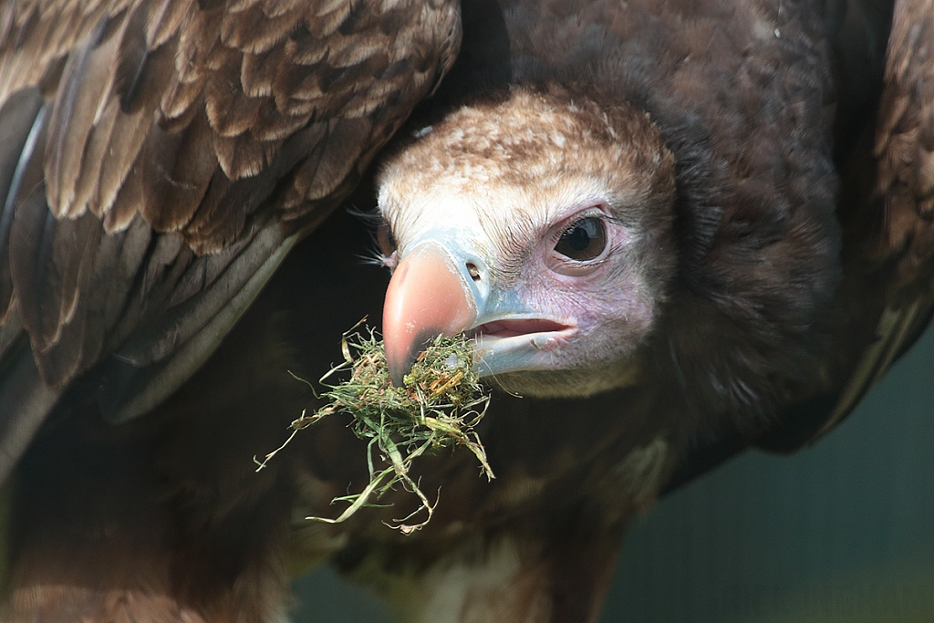 White Headed Vulture