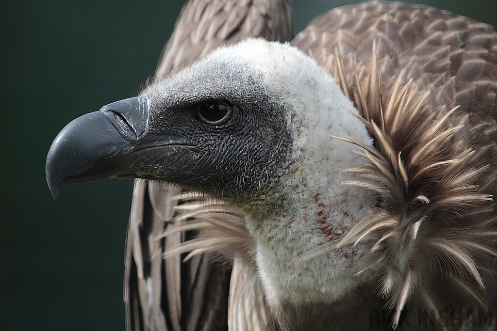 White Backed Vulture