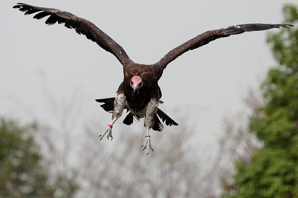 Hooded Vulture