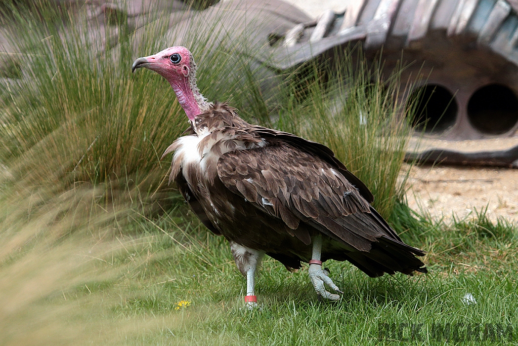 Hooded Vulture
