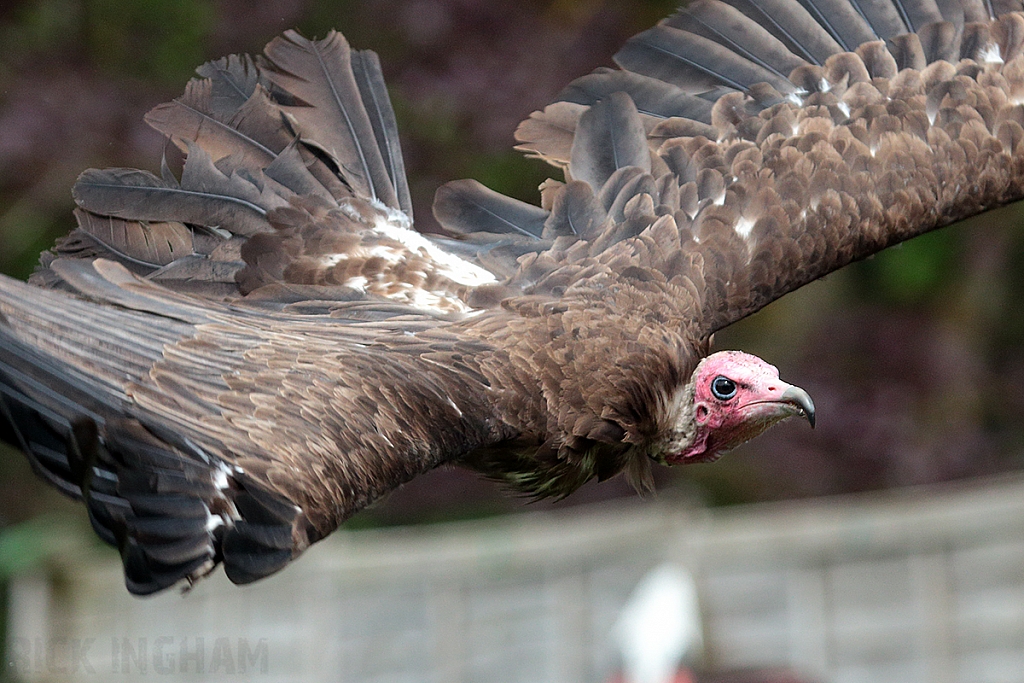 Hooded Vulture