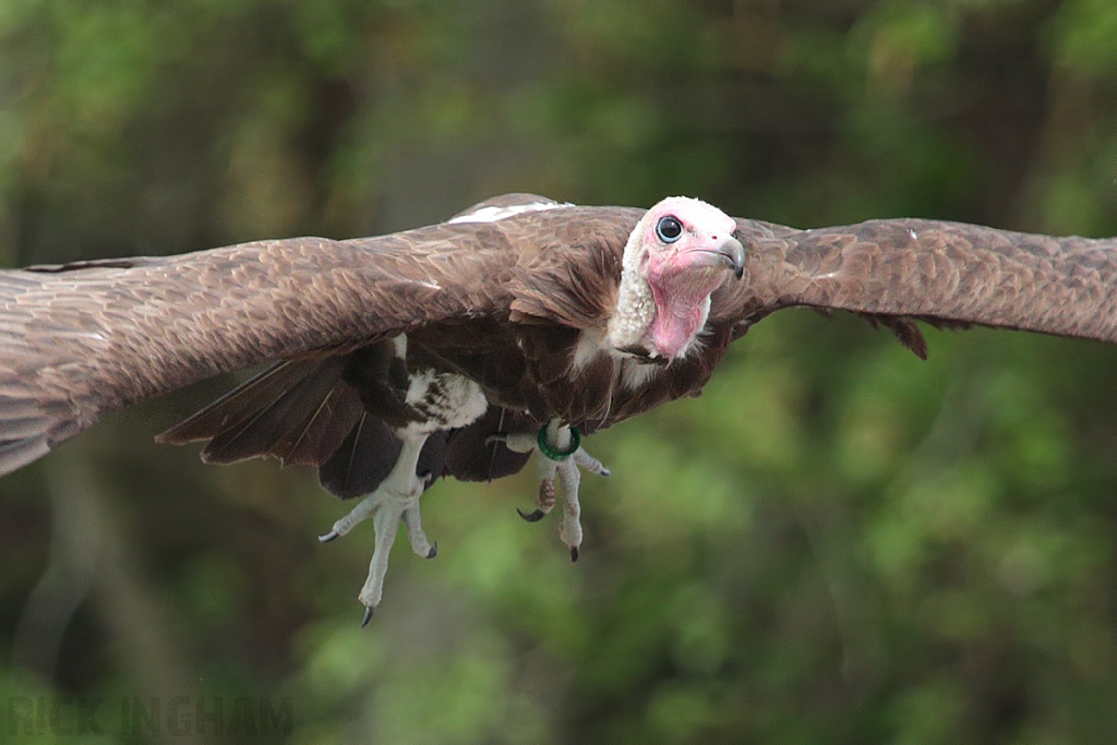 Hooded Vulture