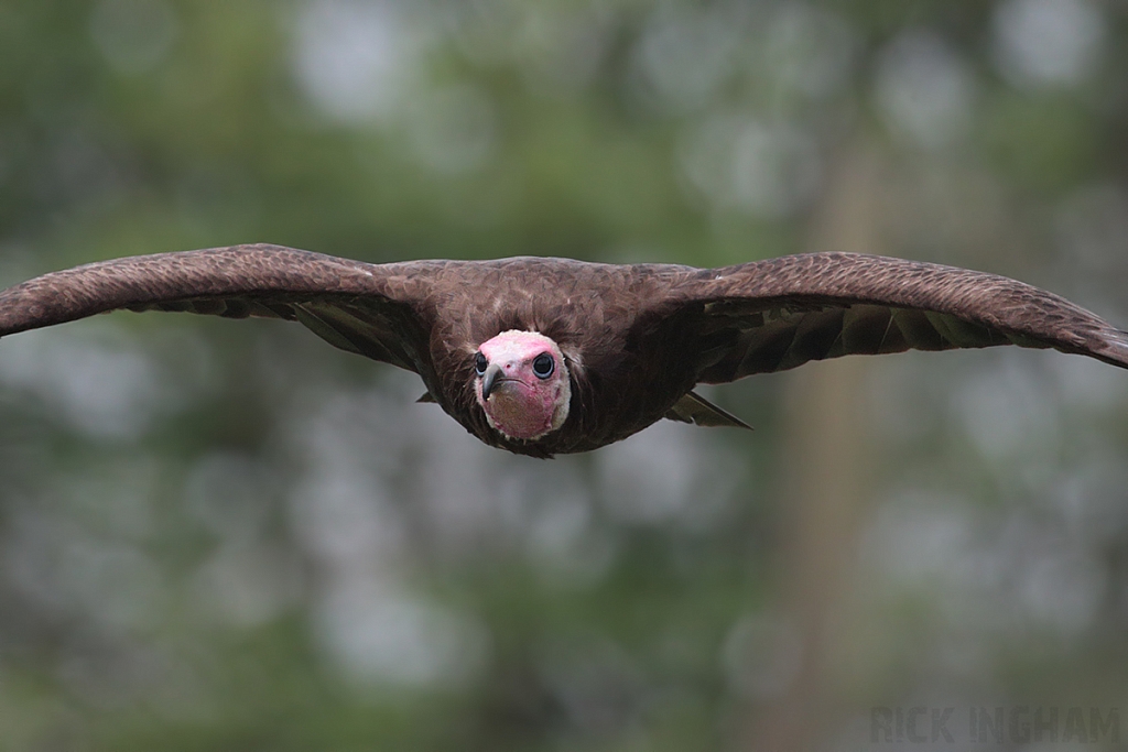 Hooded Vulture