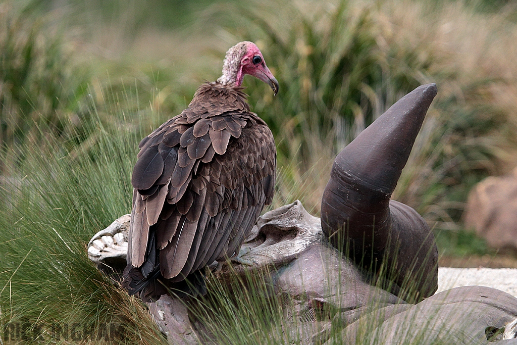 Hooded Vulture