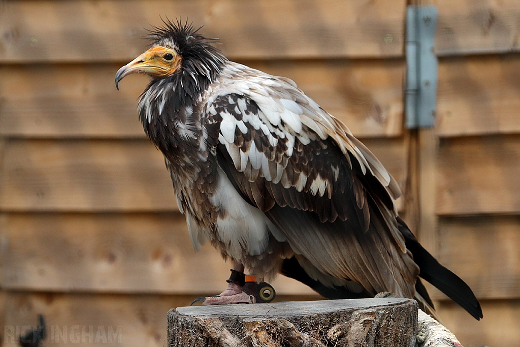 Egyptian Vulture