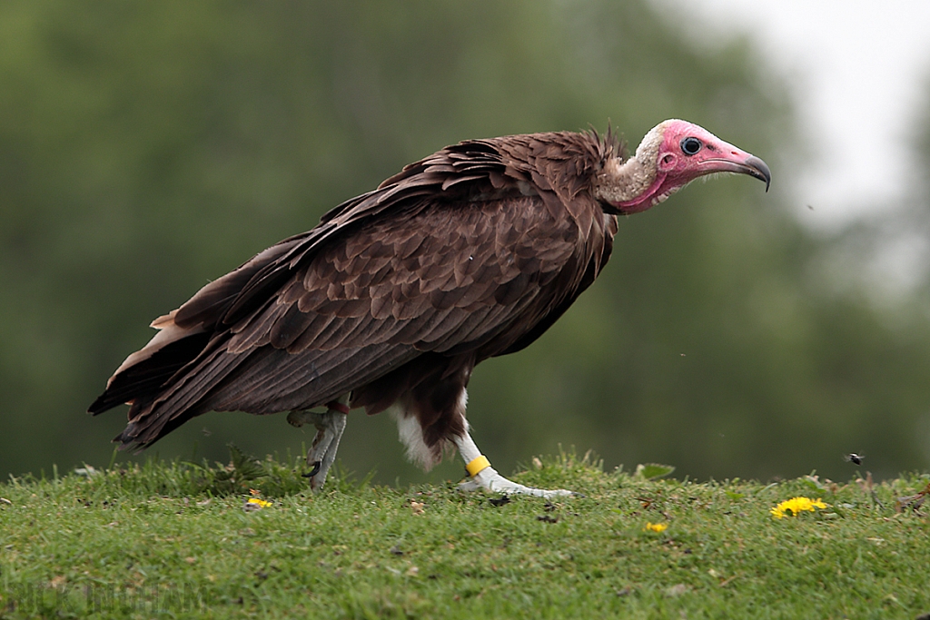 Hooded Vulture