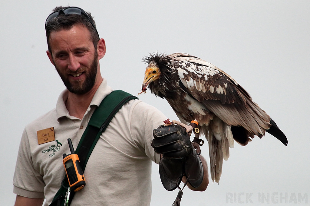 Egyptian Vulture