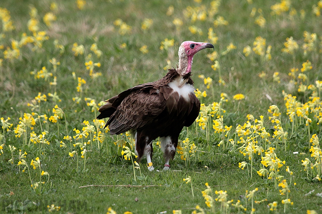 Hooded Vulture