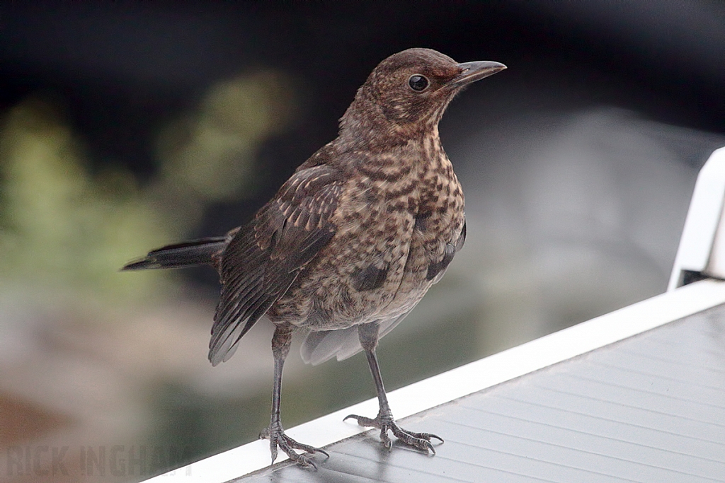 Juvenile Blackbird