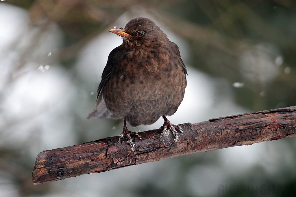 Female Blackbird