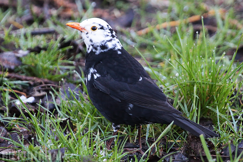Leucistic Blackbird
