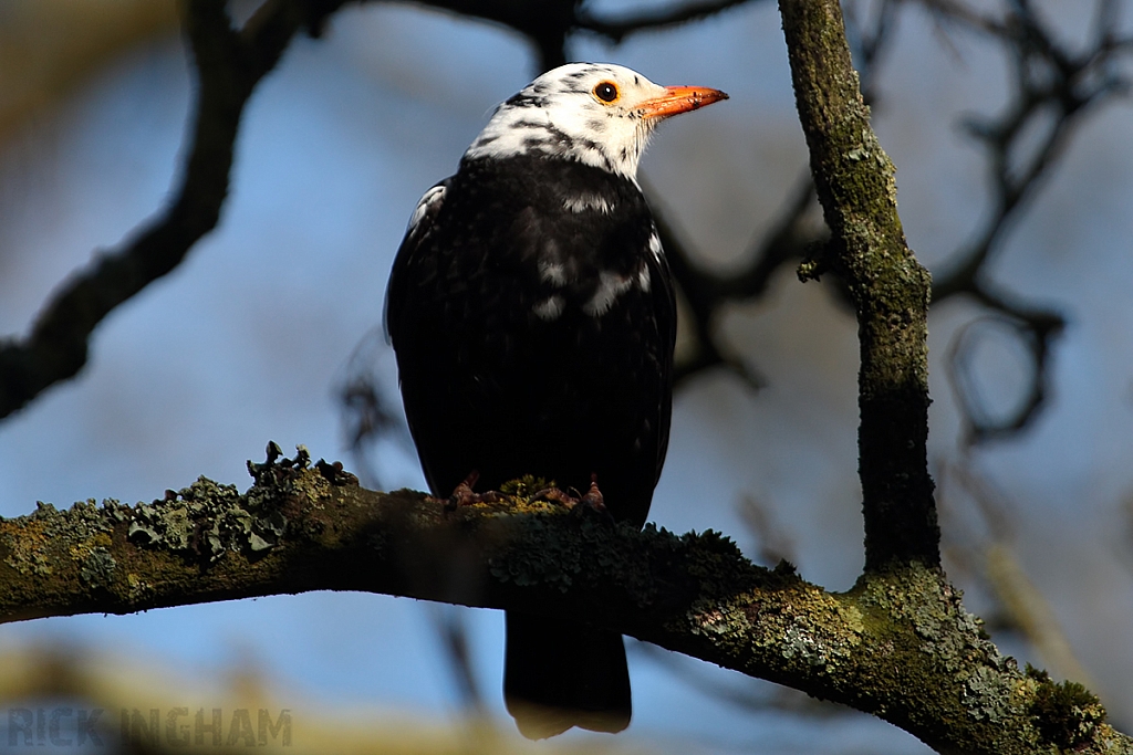 Leucistic Blackbird