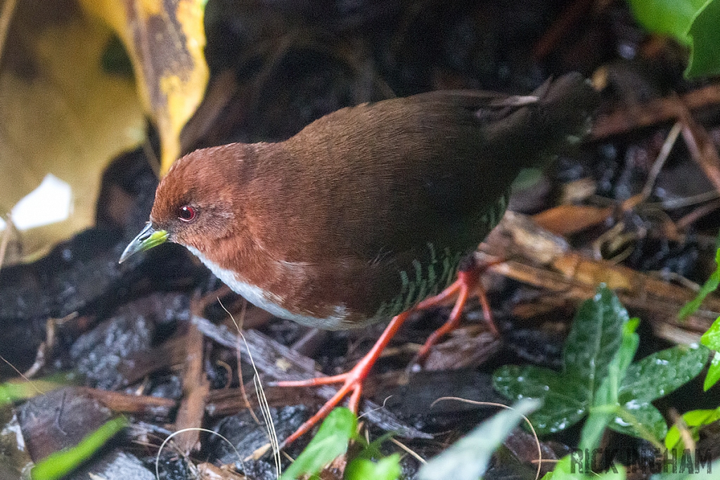 Red and White Crake