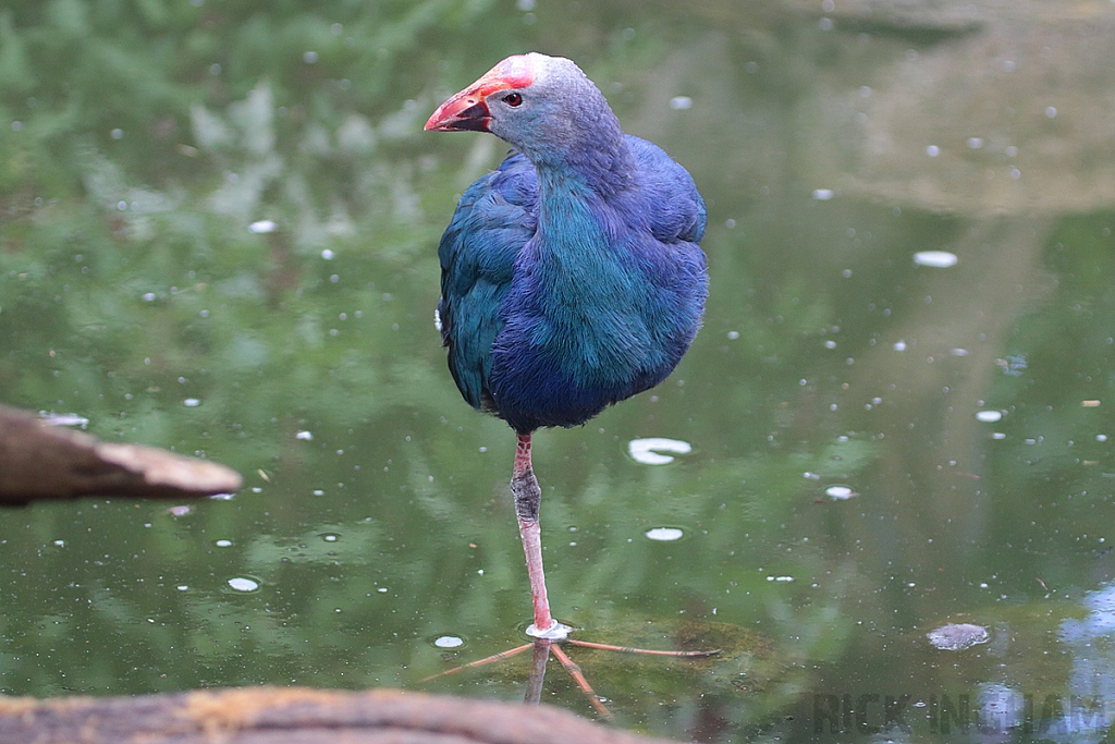 Purple Swamphen