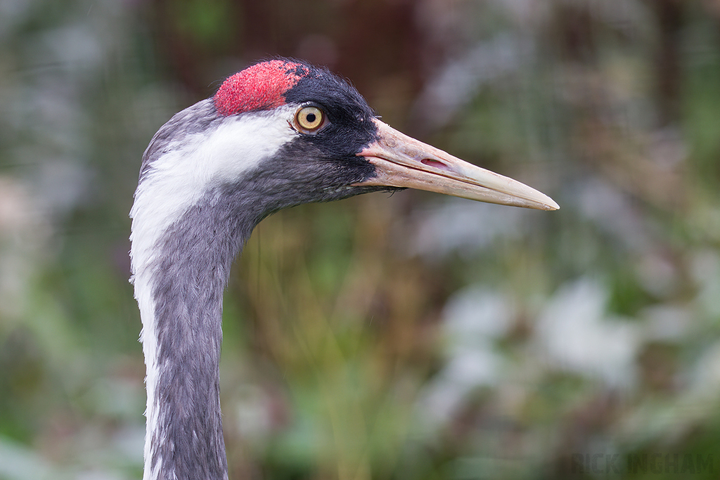 European Crane