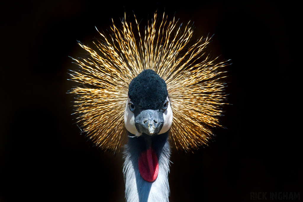 Grey Crowned Crane