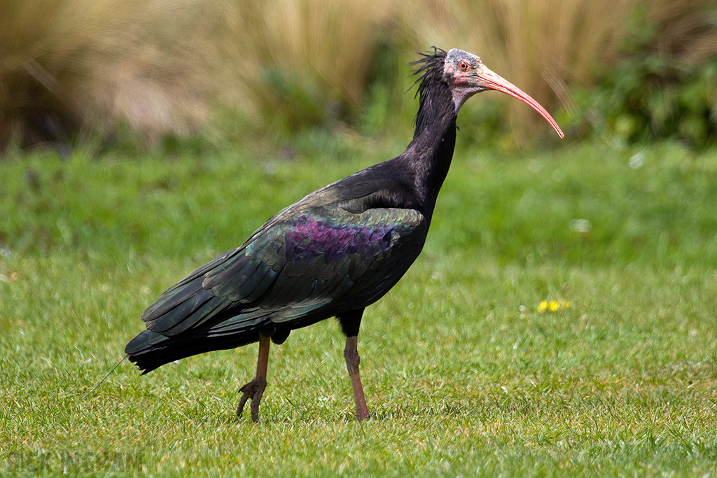 Northern Bald Ibis