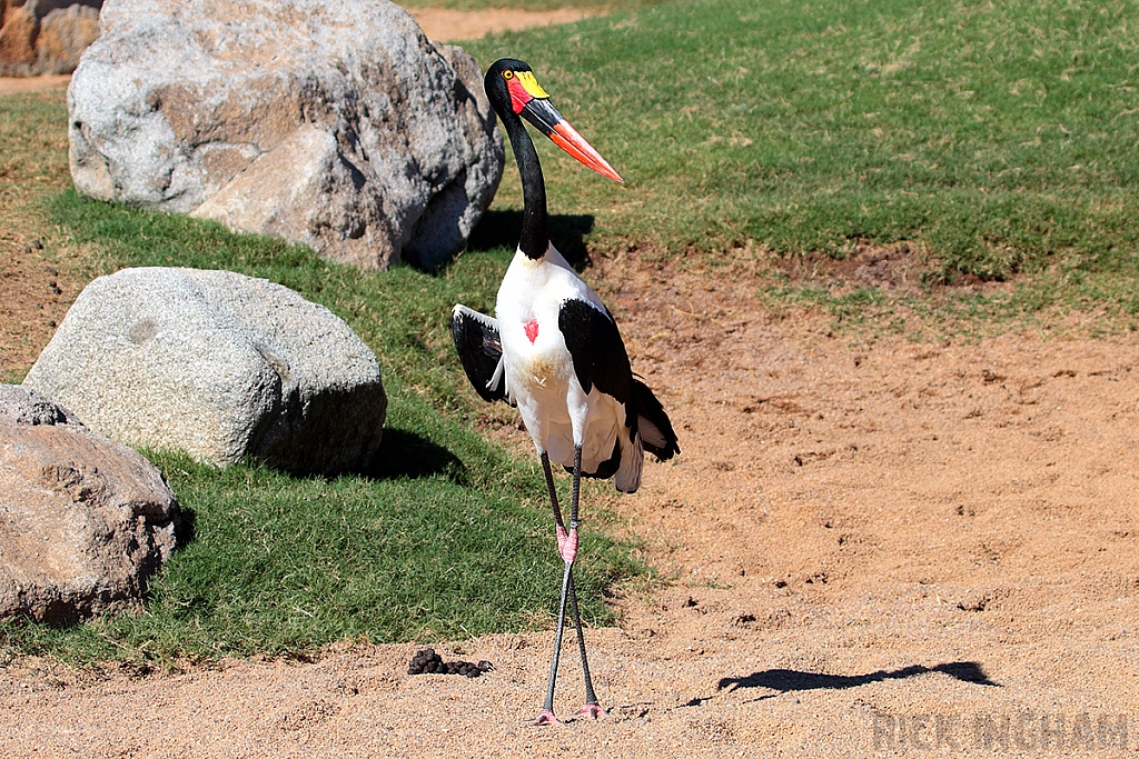 Saddlebill Stork